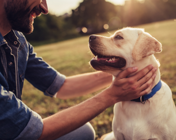 Veterinary Meds, Compounded Just for Your Companion