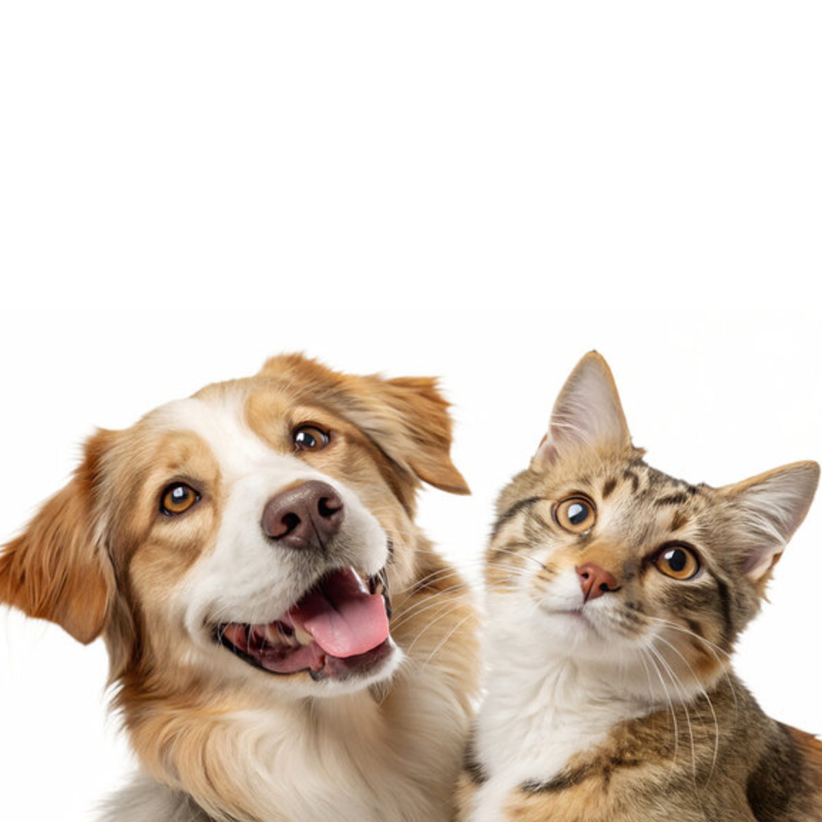 All Compounded Veterinary Medications